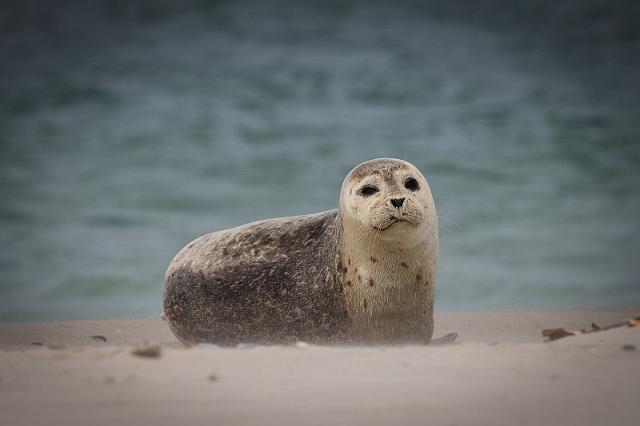 31 Dune, zeehond.jpg